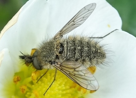   (Conophorus virescens)       .  