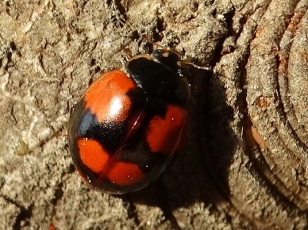   (Exochomus quadripustulatus), c         .  