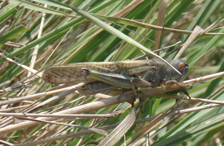   (Locusta migratoria)      .  