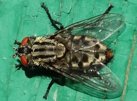    (Bercaea haemorrhoidalis)      .  