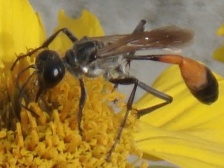   (Ammophila sabulosa),        .  