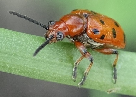   (Crioceris asparagi)      .  
