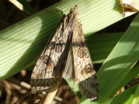   (Nomophila noctuella),         .  