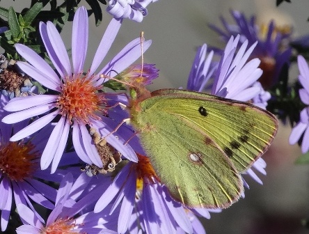   (Colias hyale) ,      .  