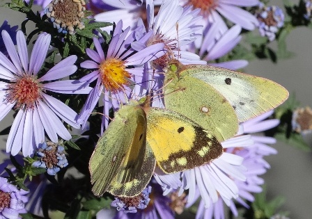   (Colias hyale) ,      .  