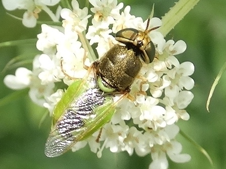   (Odontomyia angulata)       .  
