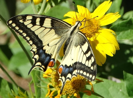   (Papilio machaon)       .  