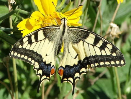   (Papilio machaon)       .  