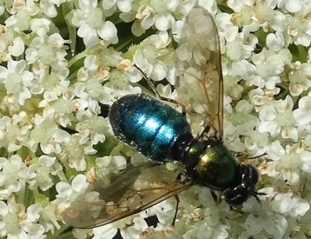   (Chloromyia Formosa)       .  