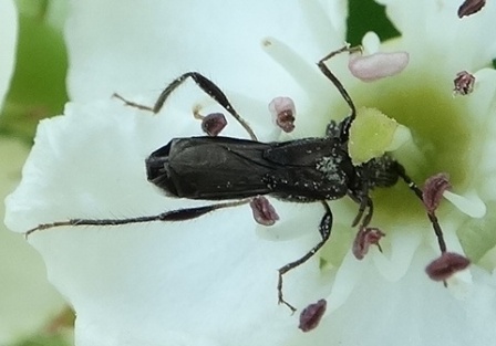    (Molorchus umbellatarum),  ,      .  