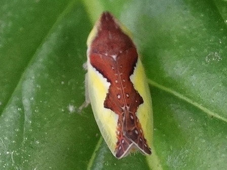 (Platymetopius sp.) ,      .  