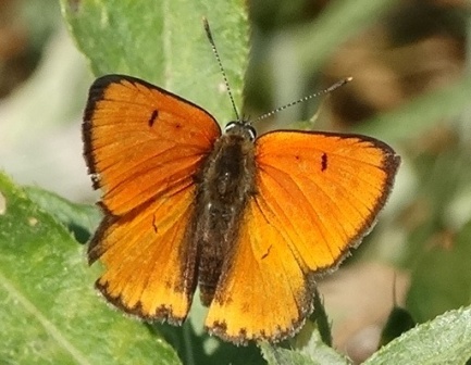   (Lycaena dipar) ,      .  