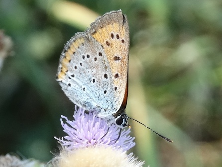   (Lycaena dipar) ,      .  