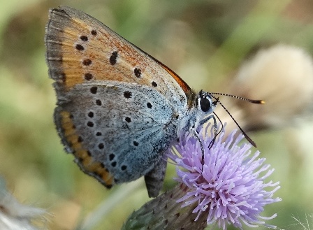   (Lycaena dipar) ,      .  