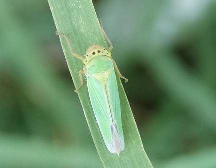   (Cicadella viridis) ,      .  