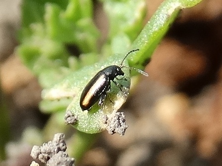    (Phyllotreta vittula)       .  