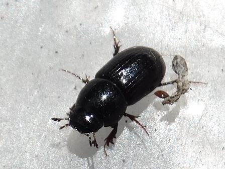   (Aphodius rufipes)       .  