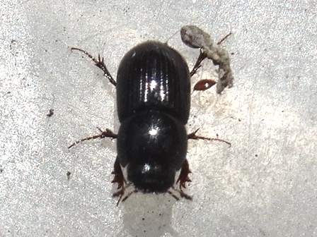   (Aphodius rufipes)       .  