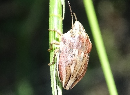   (Odontotarsus purpureolineatus)       .  