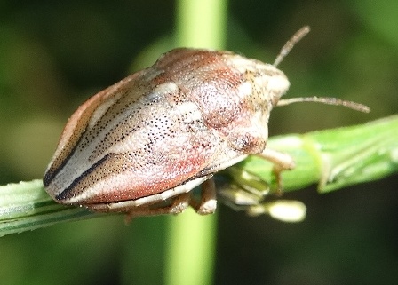  (Odontotarsus purpureolineatus)       .  
