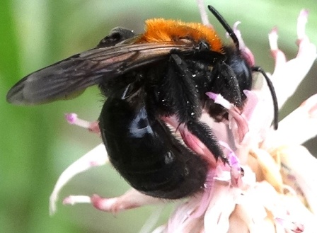   (Andrena thoracica)       .  