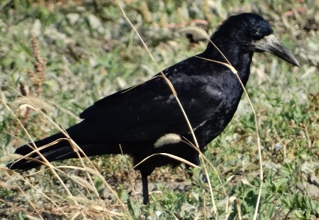  (Corvus frugilegus)      .  