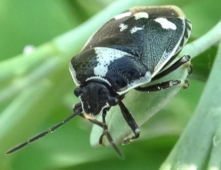   (Eurydema oleracea)       .  