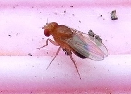 Drosophila immigrans  ,  ,   (Drosophila melanogaster)       .  