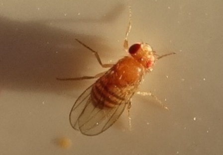 Drosophila immigrans  ,  ,   (Drosophila melanogaster)       .  