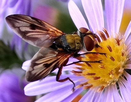   (Ectophasia crassipennis)       .  