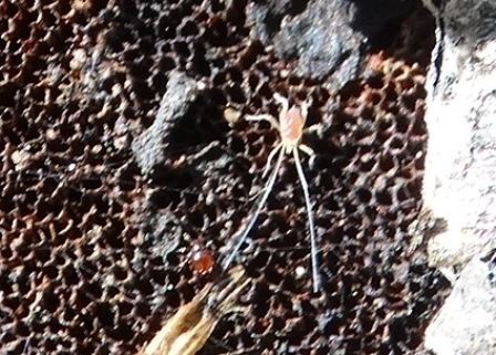 Linopodes sp       .  