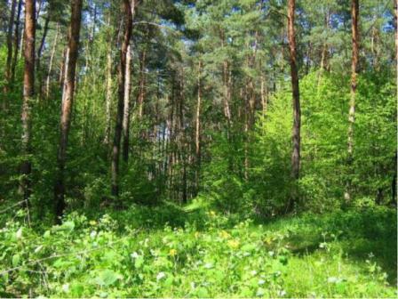 Лес в Новопокровском районе