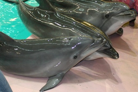 Дельфинарий в Геленджике