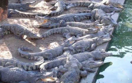 Крокодиловые фермы в Краснодарском крае