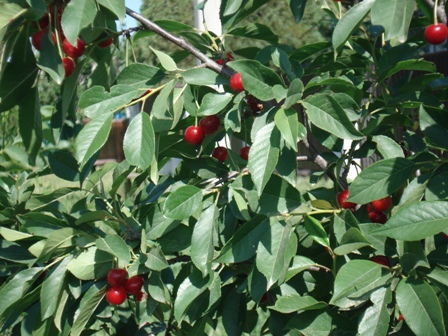   (Prunus cerasus L.)