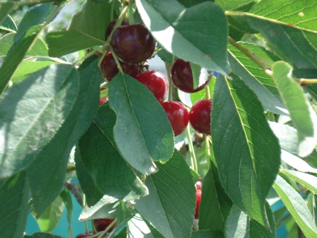   (Prunus cerasus L.)