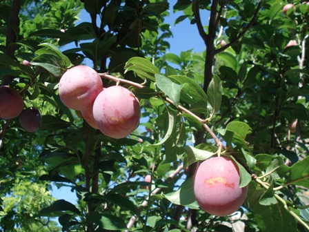  (Prunus rossica),  