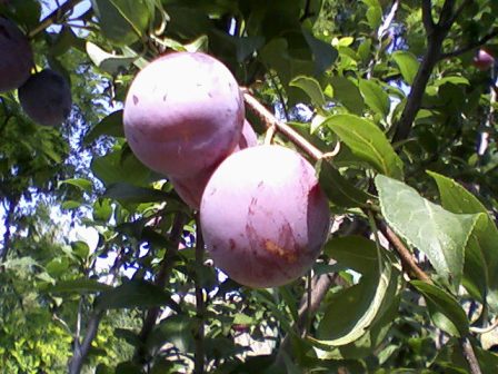  (Prunus rossica),  