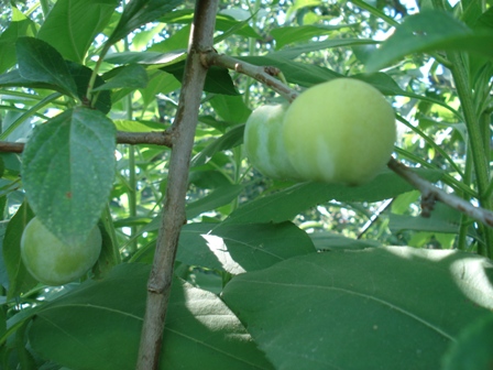   (Prunus).