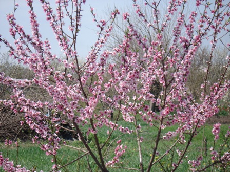  (Prunus Persica).