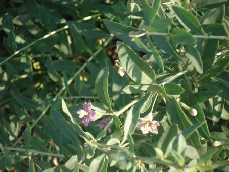  ,   (Lycium barbarum),   (Lycium halimifolium),  ,   ..