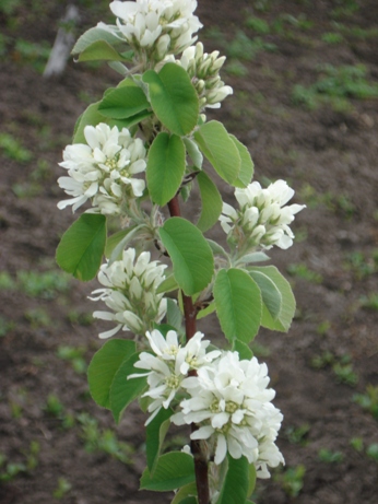   (Amelanchier rotundifolia),  