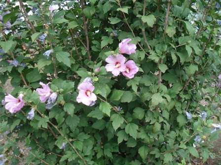   (Hibiscus syriacus),  ,  