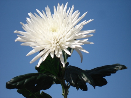  () Chrysanthemum)