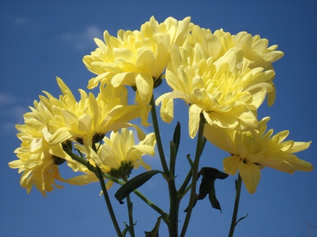  () Chrysanthemum)