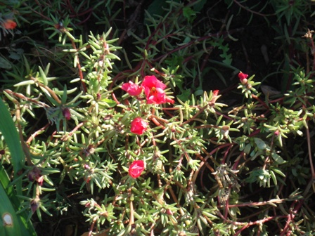 ,   (Portulaca grandiflora)