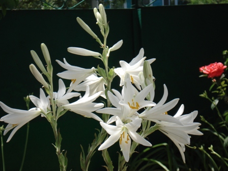 Белая лилия — и красота и польза
