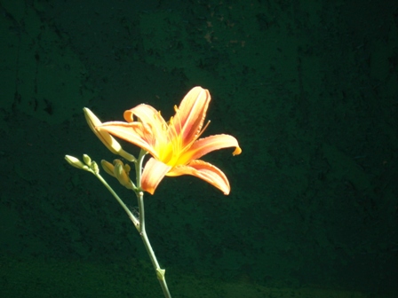  ,   (Lilium cordelia) (),  .