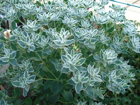   (Euphorbia marginata),  