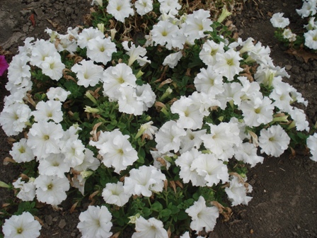 (Petunia),   (Petunia hybrida).